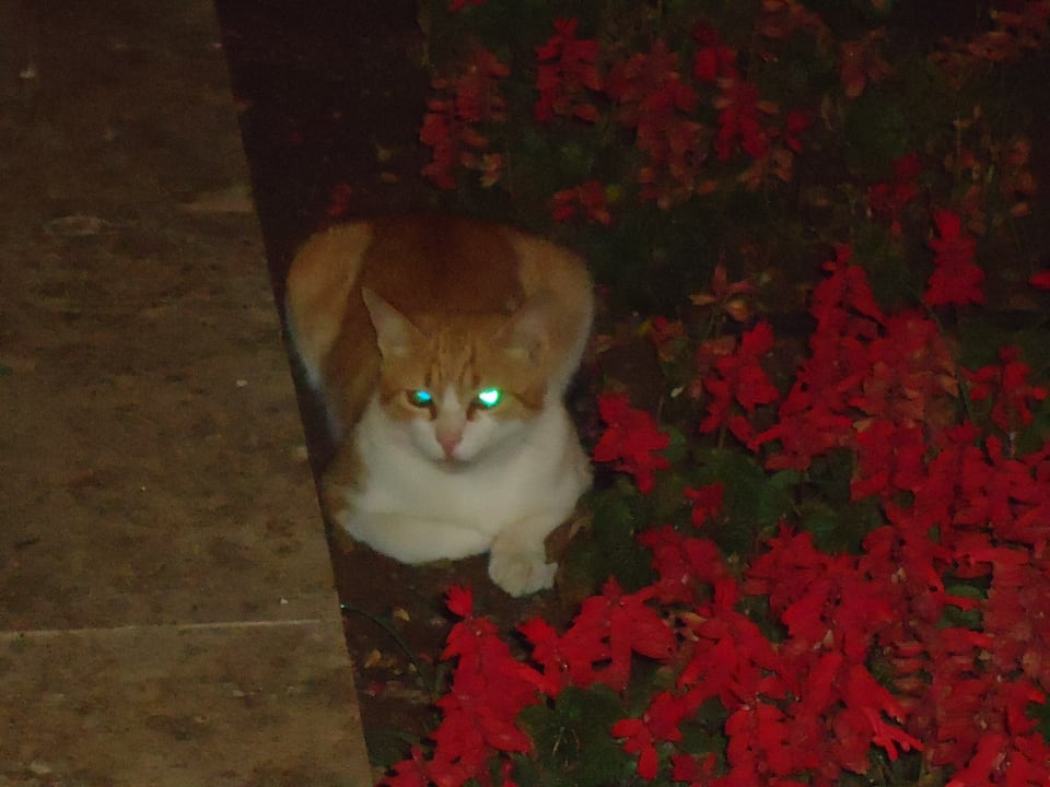 Sonstiges Pickalbatros White Beach Resort - Hurghada