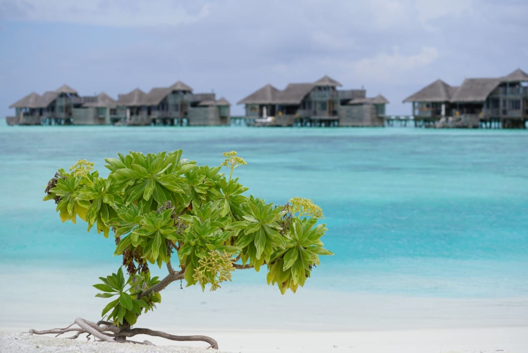Strand Gili Lankanfushi Resort