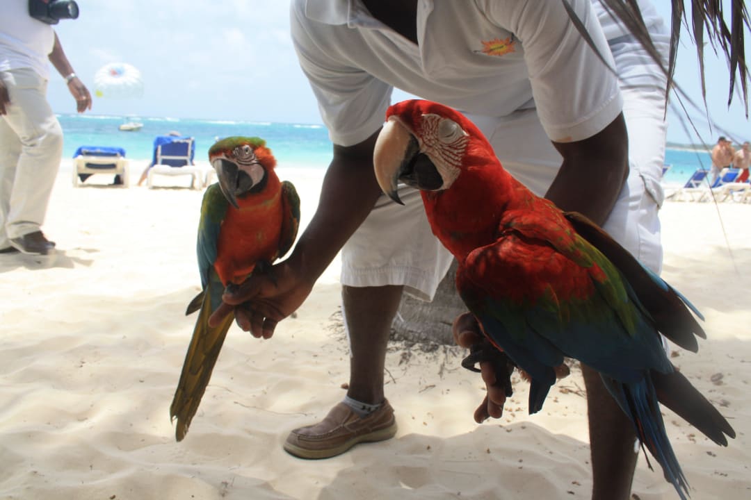 Papageien wunderschön Punta Cana Princess All Suites Resort & Spa