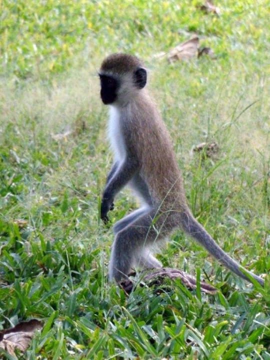 Guck wie groß ich bin  Hotel Papillon Lagoon Reef