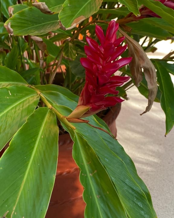 Gartenanlage Akumal Bay Beach & Wellness Resort