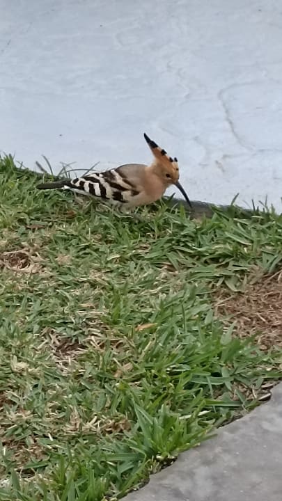 Außenansicht HL Miraflor Suites Hotel