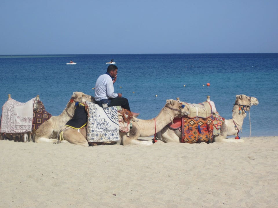 Kamele am Strand Malikia Resort Abu Dabbab