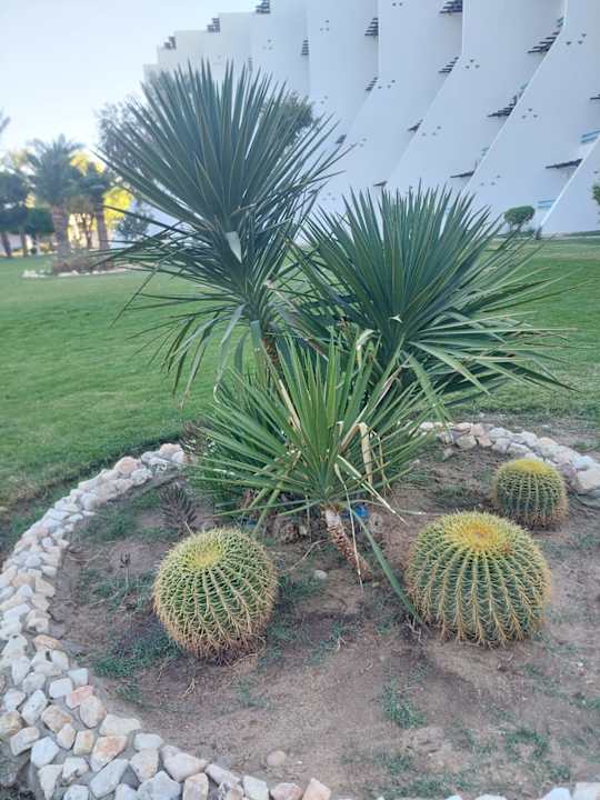 Gartenanlage Shams Safaga Resort