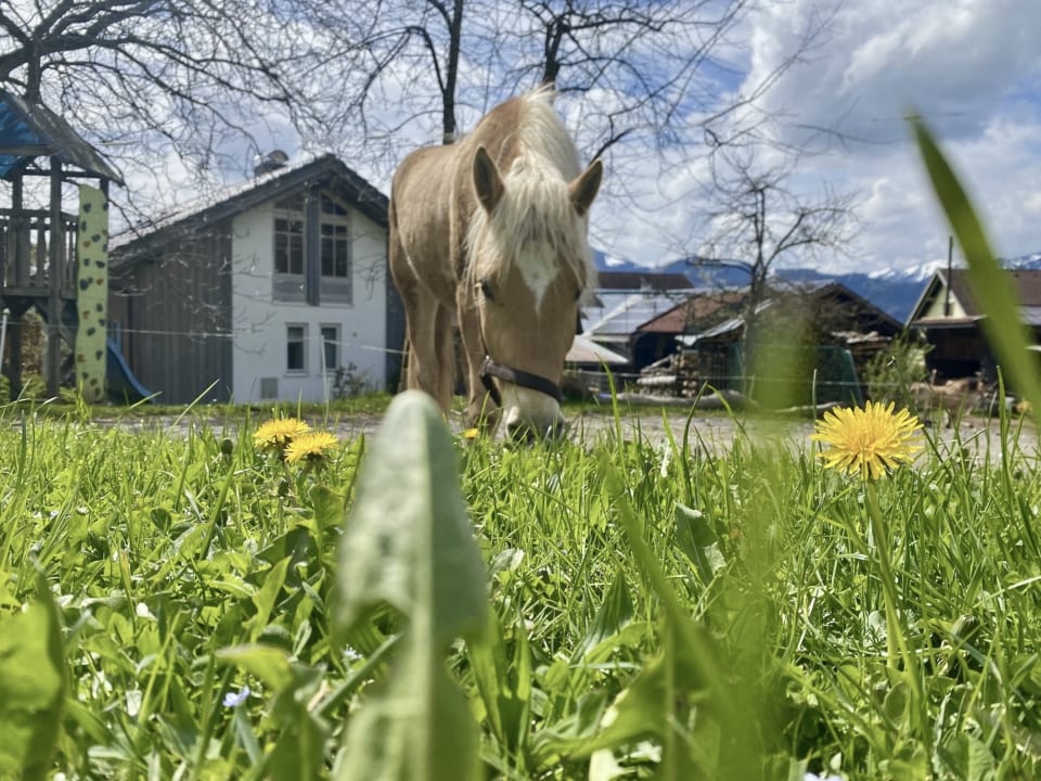 Sport & Freizeit Ferienhof Stiefel| Allgäu-Urlaub |