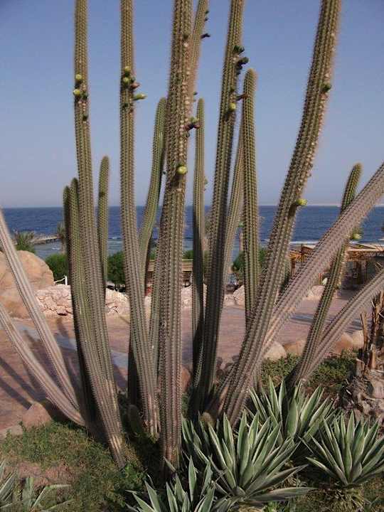 Hotel Hauza Beach Resort Hotel Hauza Beach Resort