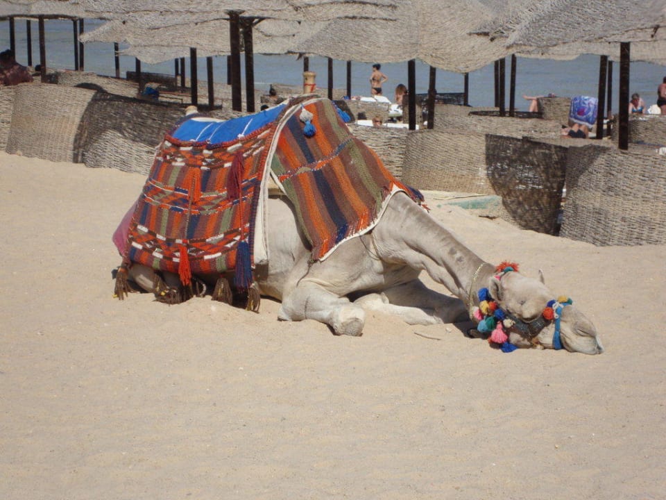 Kamel am Strand Serenity Alpha Beach