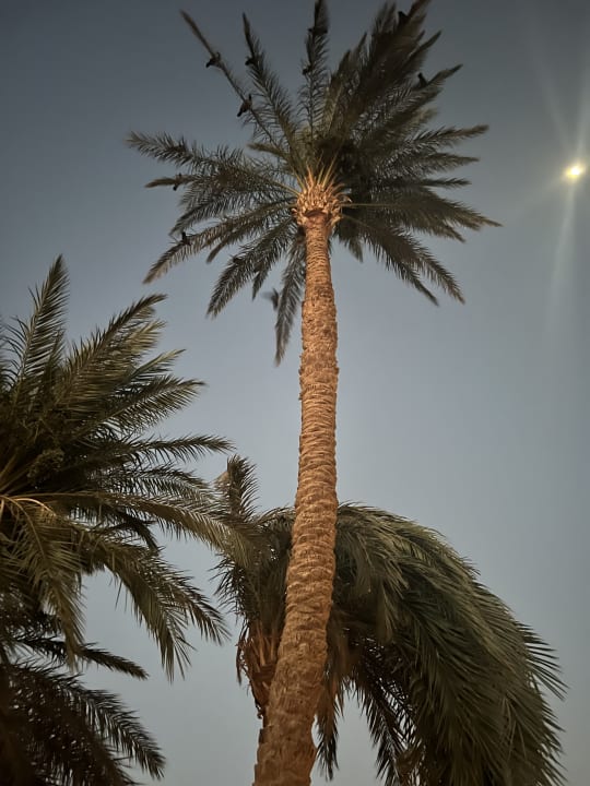 Sonstiges Shams Safaga Resort