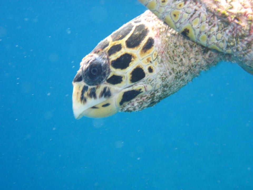 Schildkröte beim Schnorcheln Kuramathi Maldives