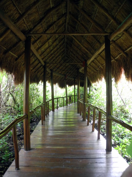 Weg durch die Mangroven Grand Palladium Select White Sand Resort & Spa