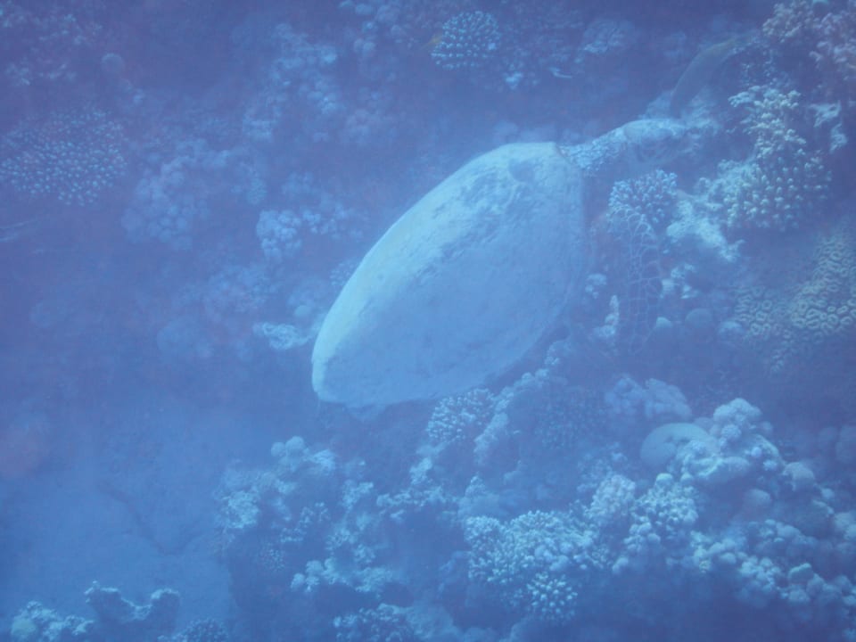 Sonstiges Makadi Spa - Adults only