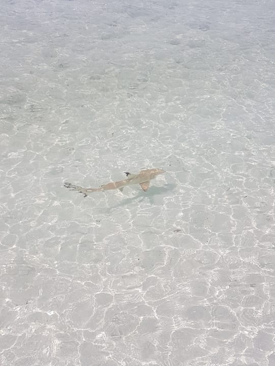 Strand Kuredu Island Resort & Spa