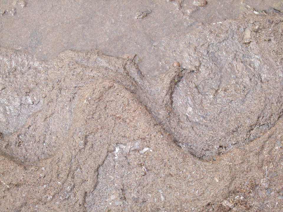 Algenmus Hotel Rosa Beach