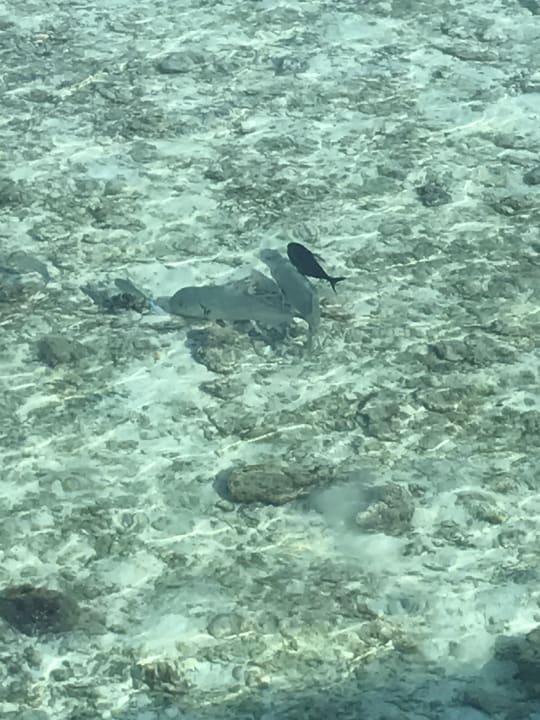 Strand Veligandu Maldives Resort Island