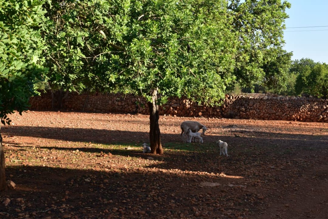 Gartenanlage Finca Son Guardiola
