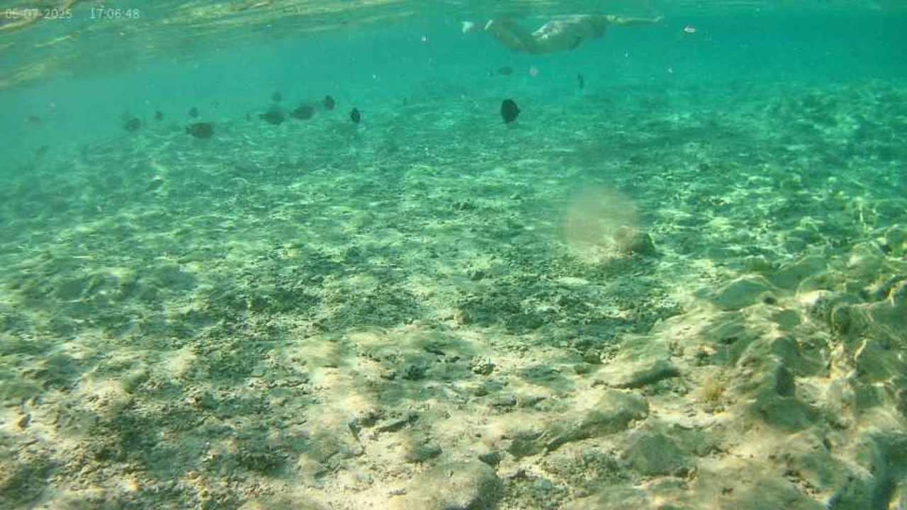 Strand JAZ Neo Reef Marsa