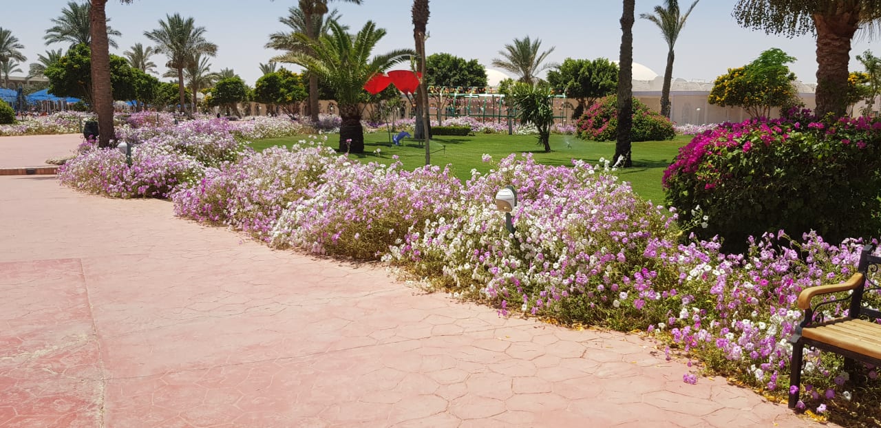 Gartenanlage Desert Rose