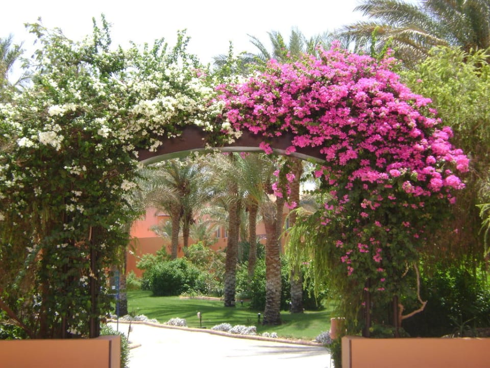 Garten Jaz Makadi Oasis Resort