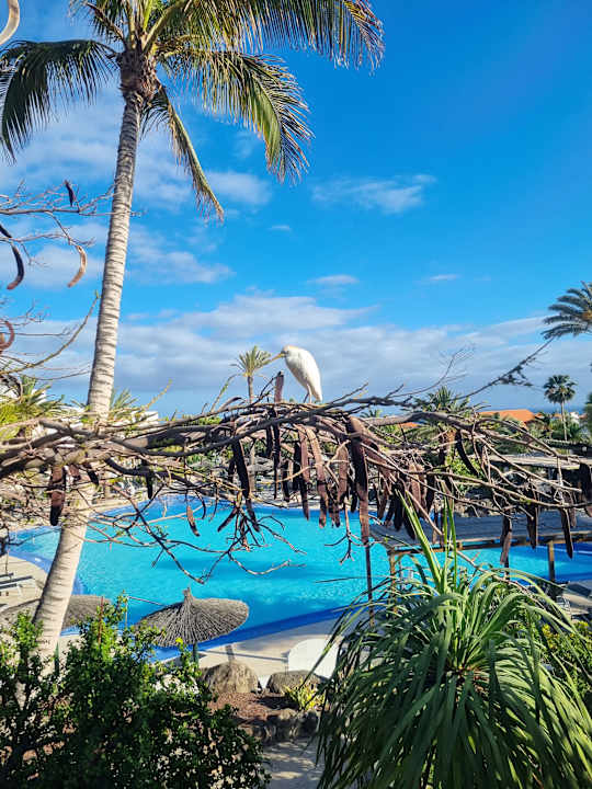 Gartenanlage allsun App.-Hotel Esquinzo Beach