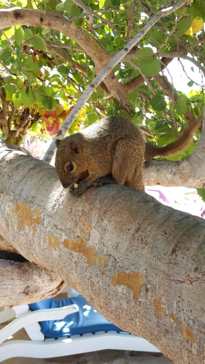 Balinesische Eichhörnchen  Nusa Dua Beach Hotel & Spa