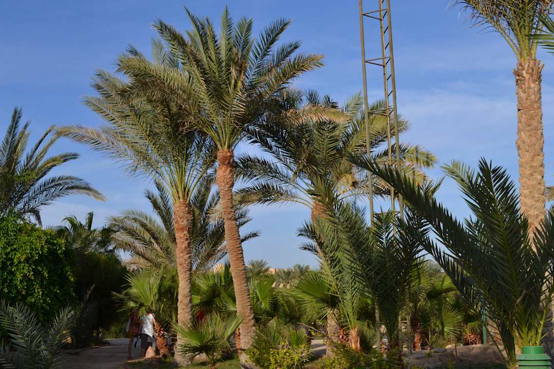 Природа среди пустыни! Pensée Royal Garden Beach Resort