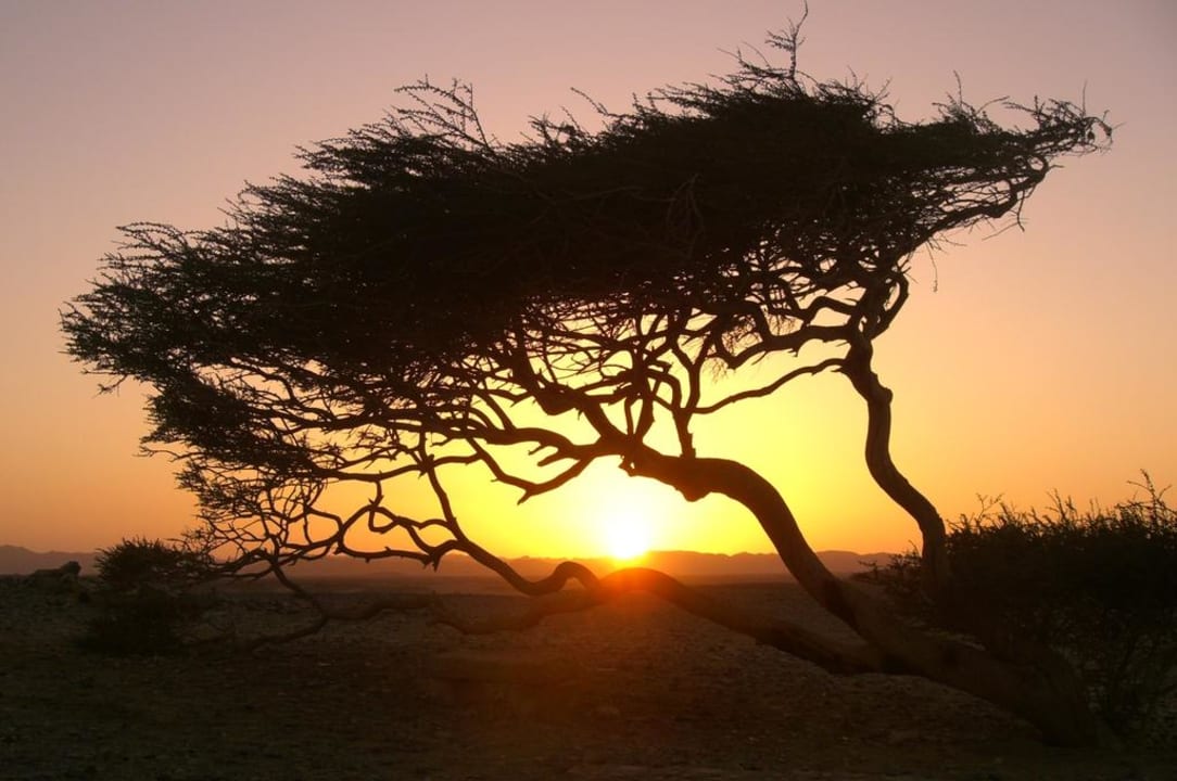 Jeden Abend dieses Schauspiel Shams Alam Beach Resort