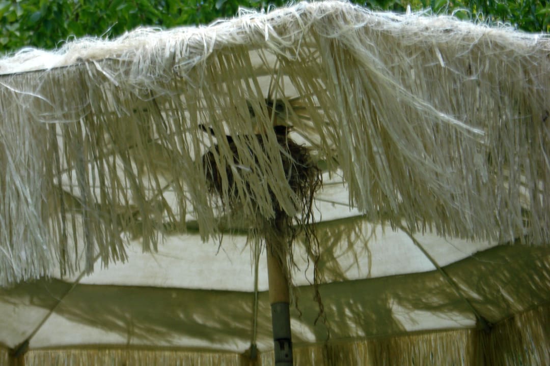 Auch die Amsel im Nest fühlt sich wohl! Gartenhotel Moser