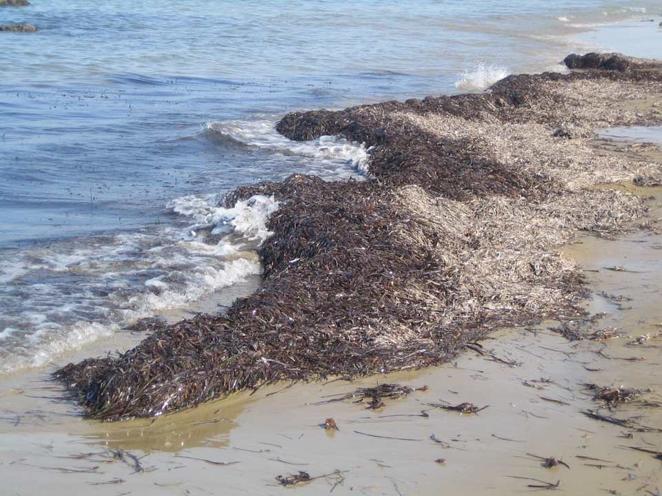 Angeschwemmtes Seegras Hotel Corissia Princess