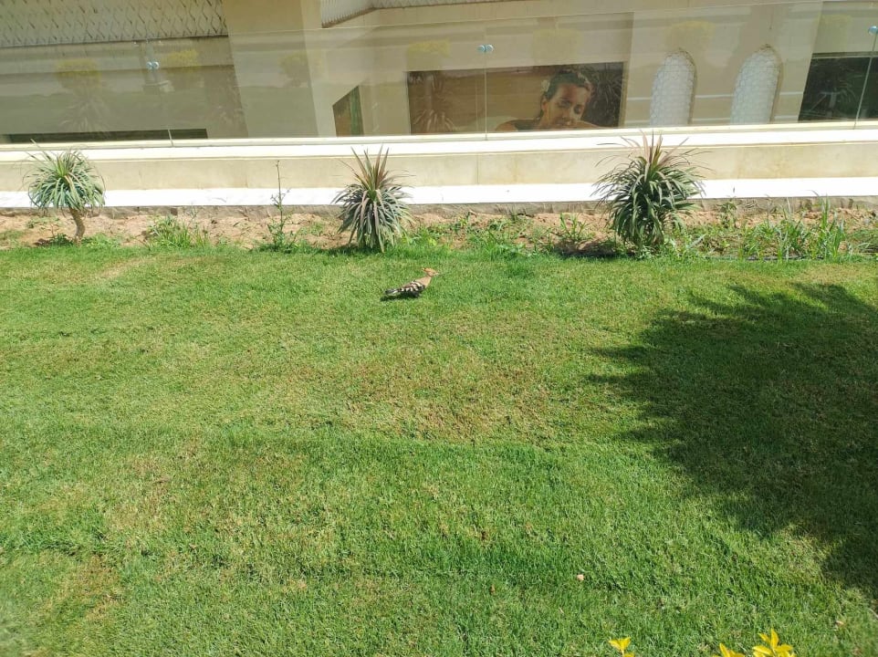 Gartenanlage Pickalbatros Aqua Park Resort - Sharm El Sheikh