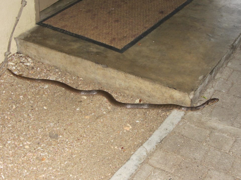 Wasserschlange Jungle Beach by Uga Escapes