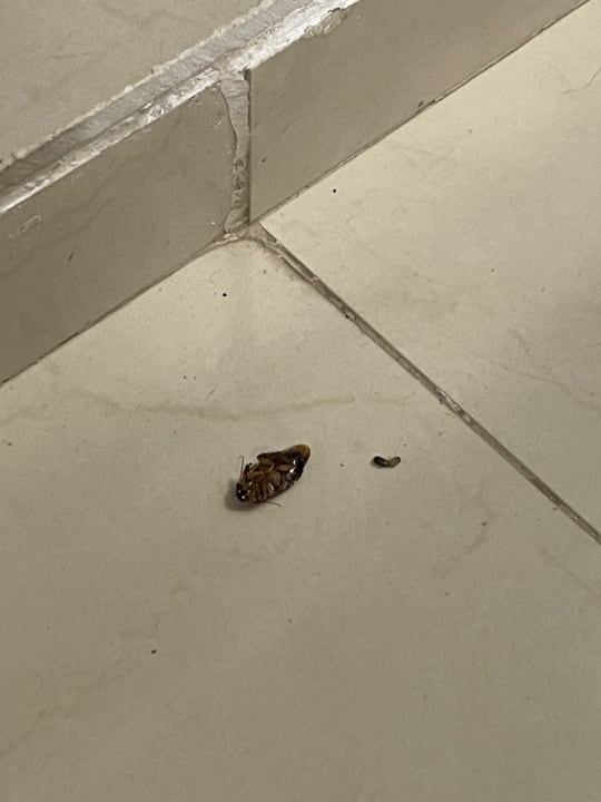 Zimmer Hotel Viva Dominicus Beach by Wyndham - All Inclusive Resort