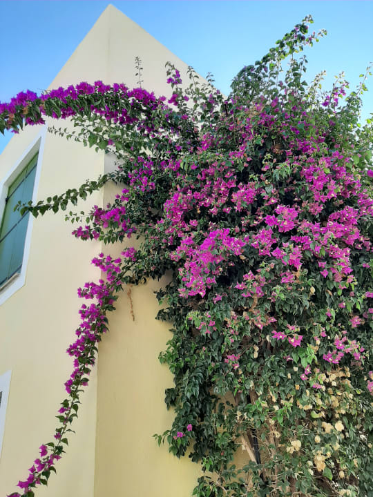 Gartenanlage Kefalos Beach Holiday Village