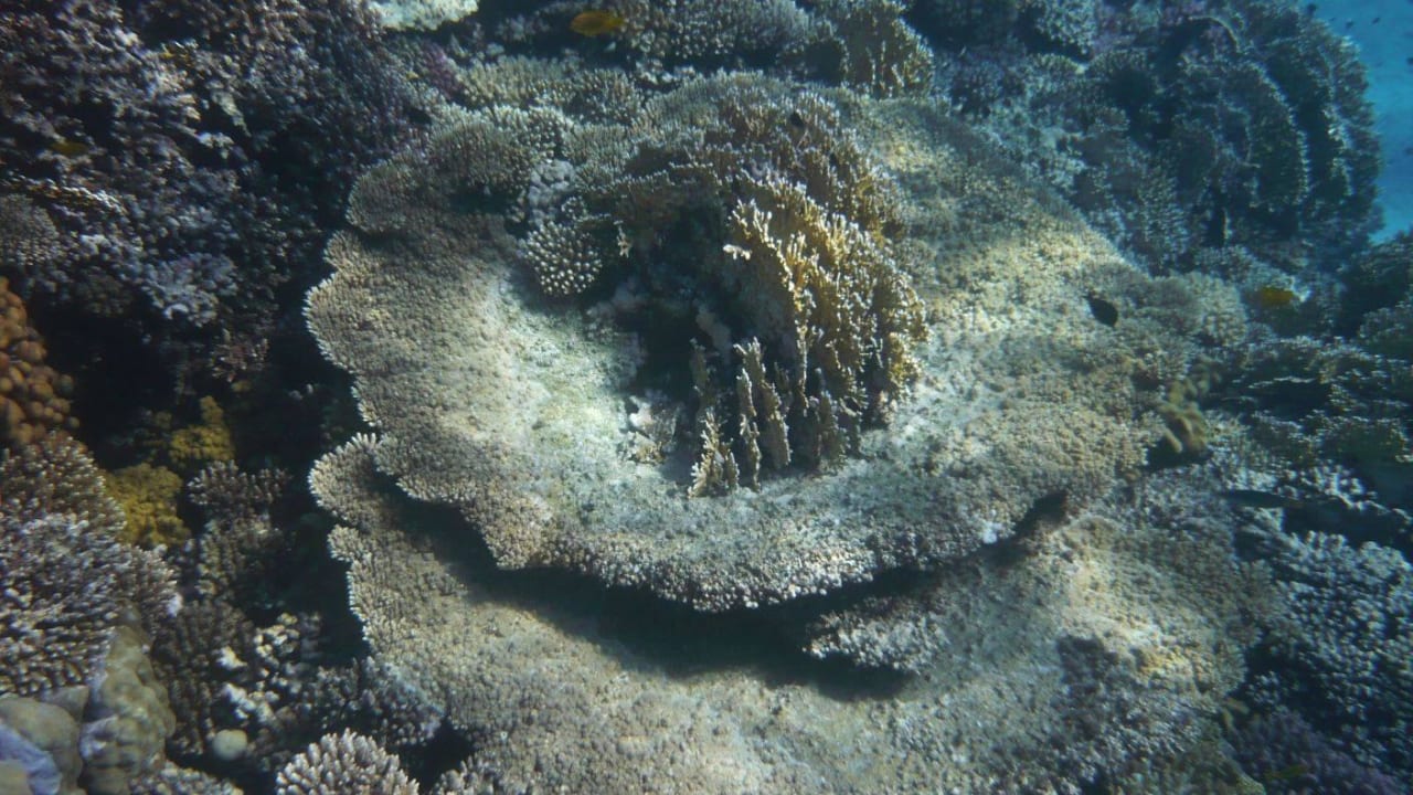 Baumeister Natur Hotel Gorgonia Beach Resort