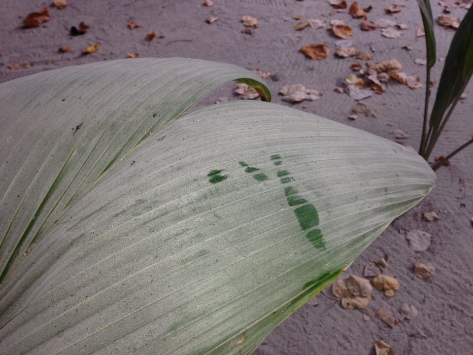 Vom Autoverkehr der Insel ist alles verstaubt Kuredu Island Resort & Spa