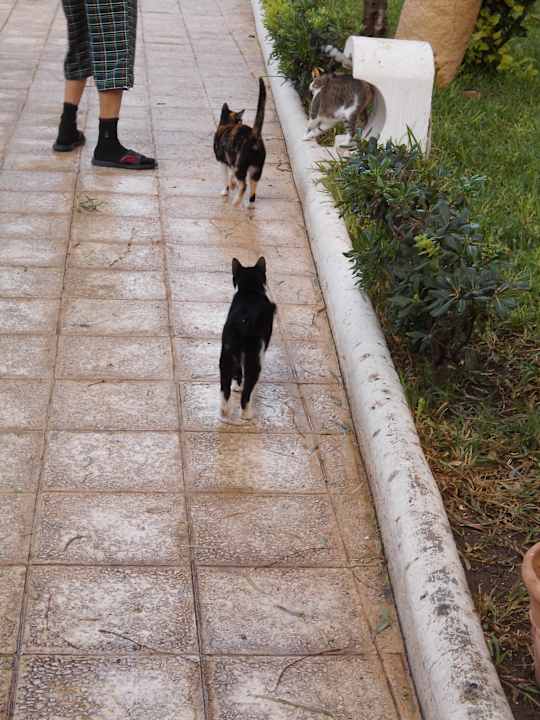 Katzen  Movie Gate Miramar