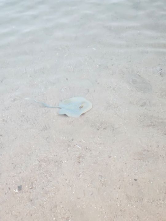 Strand Sentido Caribbean World Soma Bay