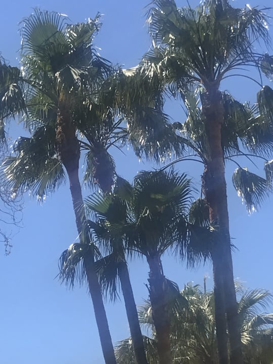 Gartenanlage R2 Lago Playa Park