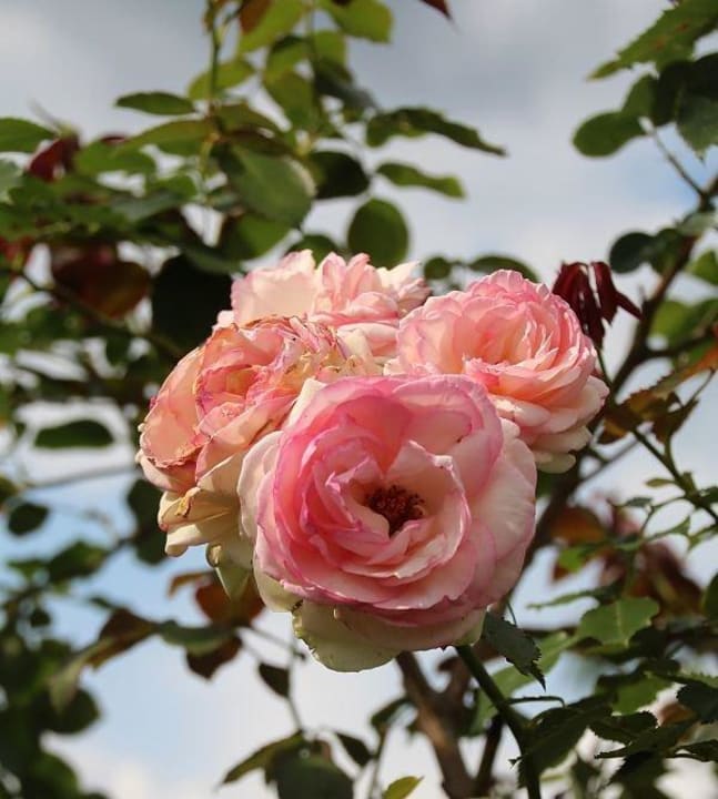 Rosen im Gästegarten Nehring Ferienhaus Nehring