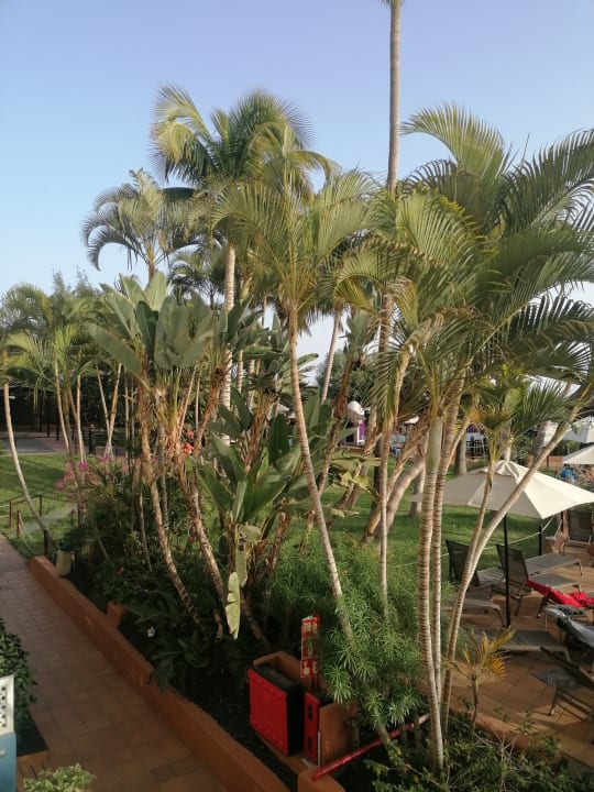 Gartenanlage IFA Altamarena by Lopesan Hotels