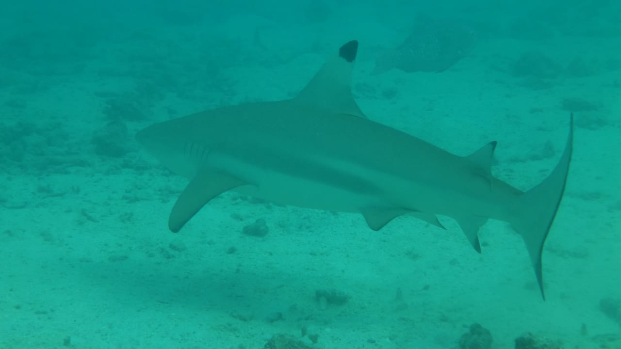 Sport & Freizeit Summer Island Maldives