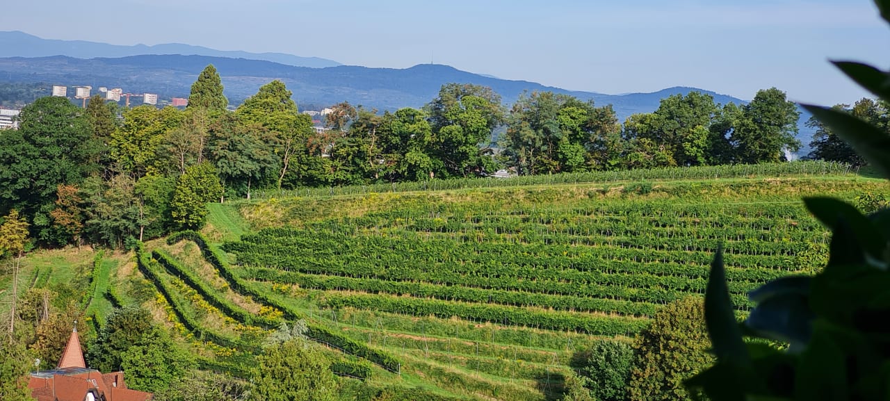 Ausblick Mercure Hotel Panorama Freiburg