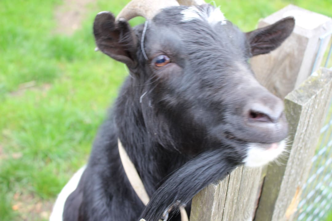 Unsere Ziegen Ferienwohnung Hoderhof