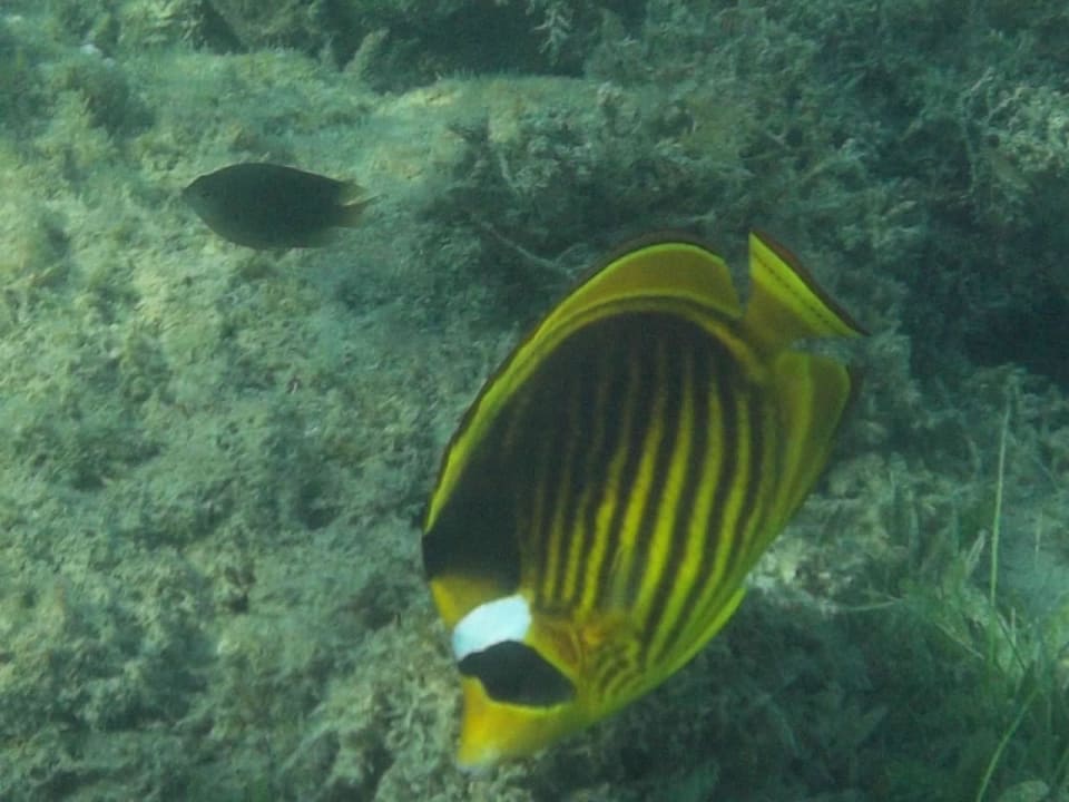 Tolle Unterwasserwelt am Hausriff Premier Le Reve Hotel & Spa