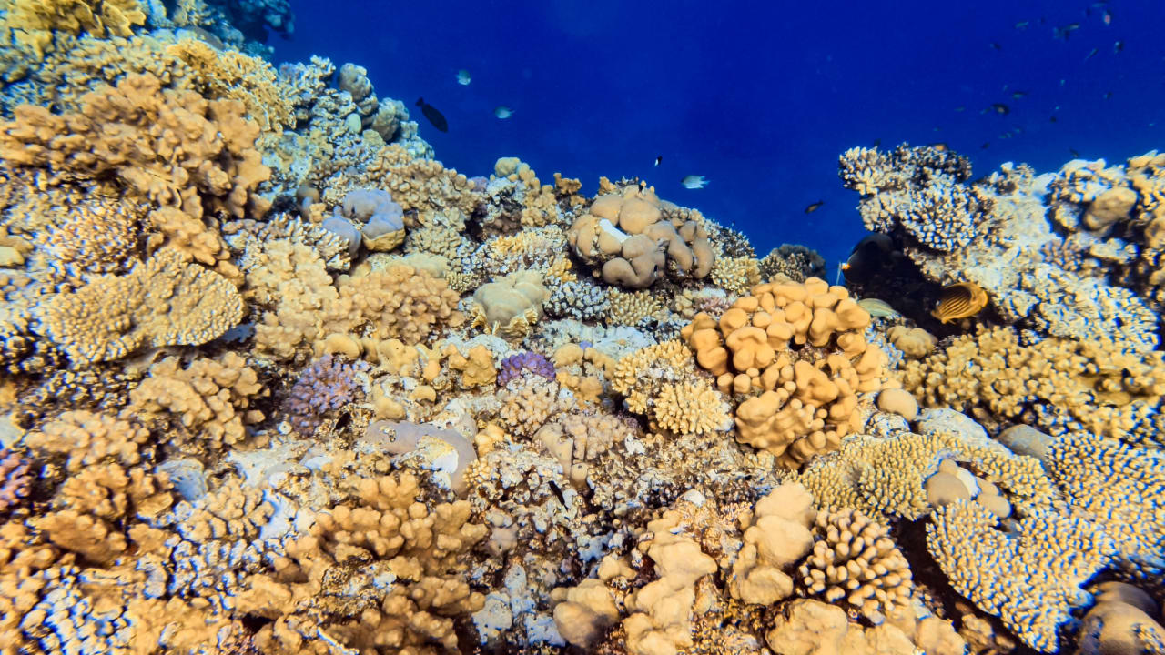 Sport & Freizeit Steigenberger Coraya Beach - Adults only