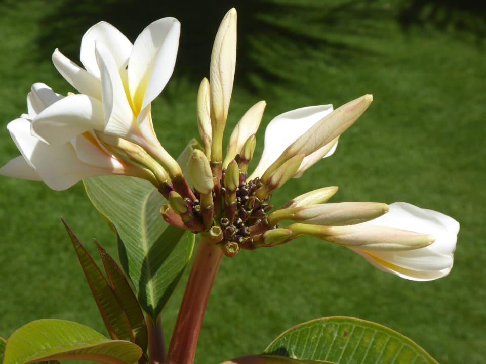 Gartenanlage Casa Mare Resort