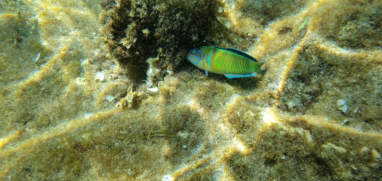 Strand Hotel Kalithea Horizon Royal