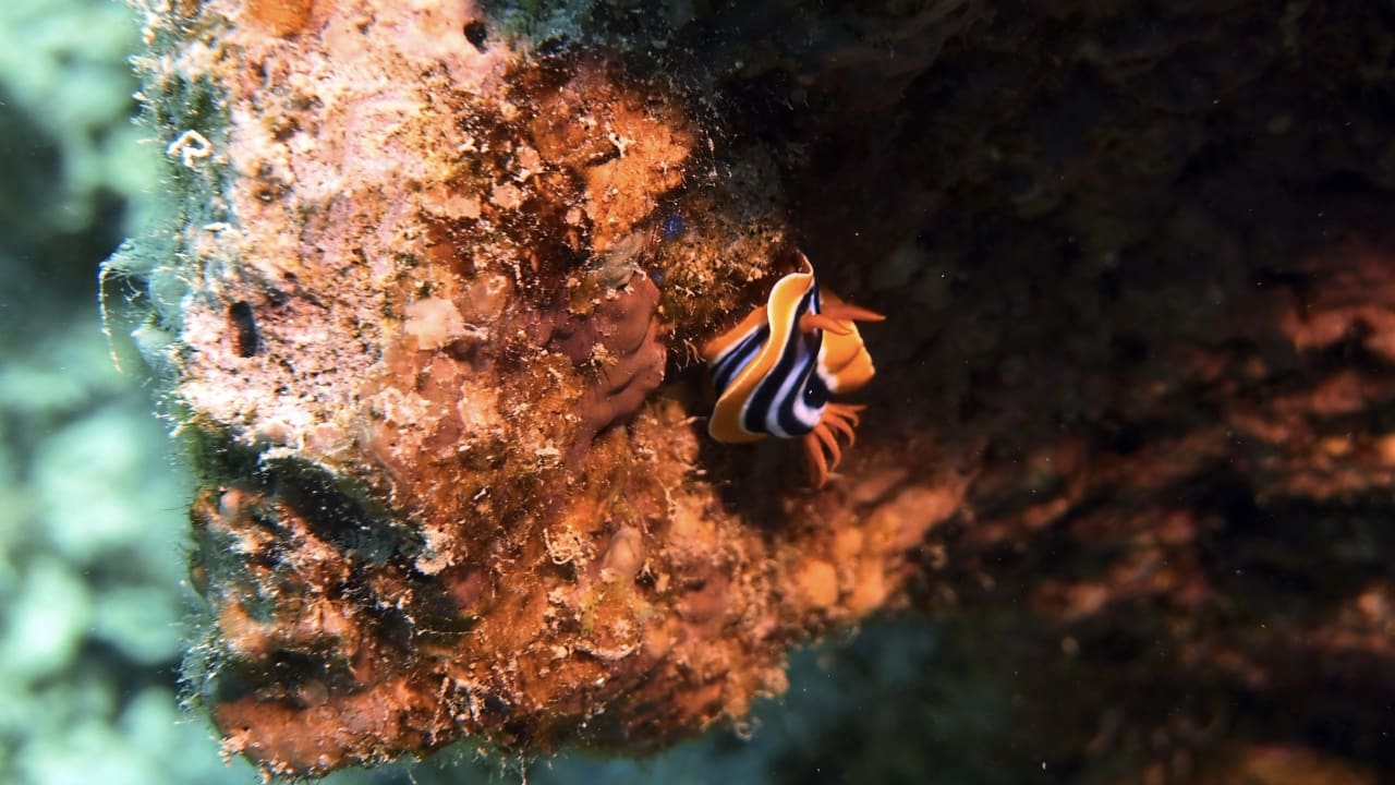 Sport & Freizeit Pickalbatros Citadel Resort