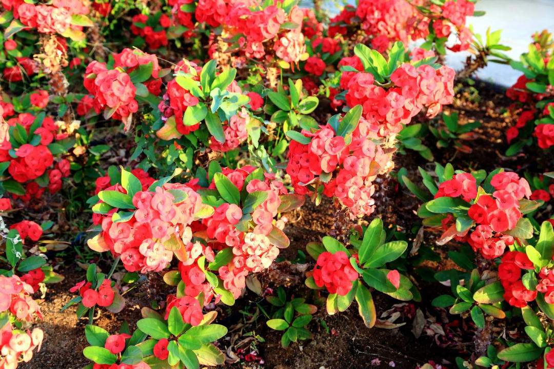 Gartenanlage Steigenberger Resort Ras Soma