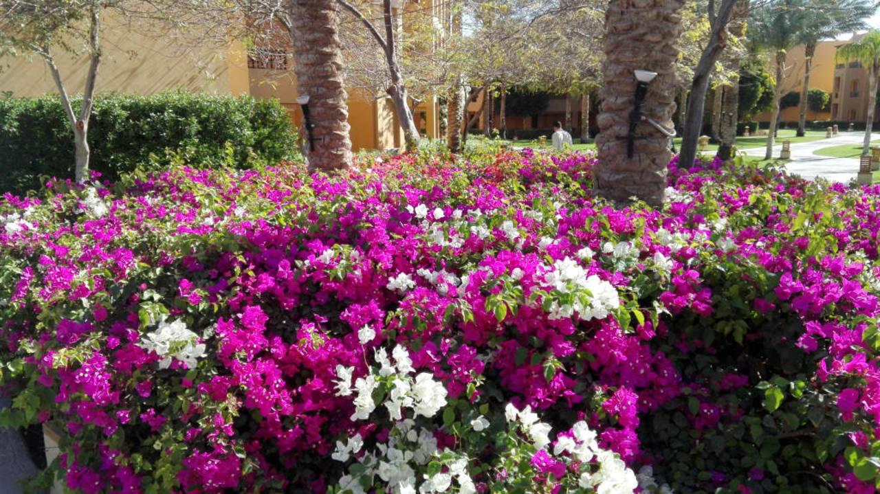 Stella Di Mare Beach Resort & Spa Makadi Bay Stella Beach Resort & Spa Makadi Bay