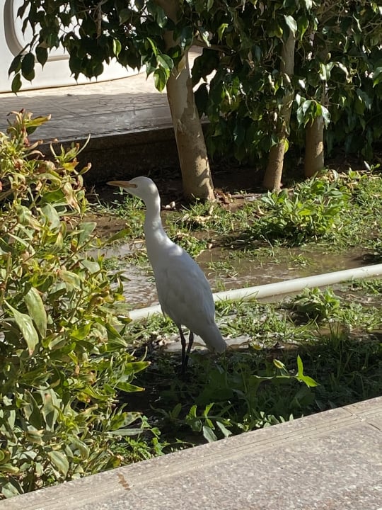 Gartenanlage Shams Prestige Abu Soma-Adults Only